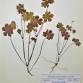 Fotografia 5 de herbário da espécie Geranium lucidum no Jardim Botânico UTAD
