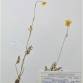 Fotografia 1 de herbário da espécie Ranunculus bulbosus no Jardim Botânico UTAD