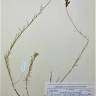 Fotografia de herbário 1 da espécie Linaria aeruginea no Jardim Botânico UTAD