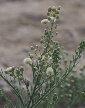 Fotografia 15 da espécie Erigeron bonariensis no Jardim Botânico UTAD