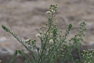 Fotografia da espécie Erigeron bonariensis