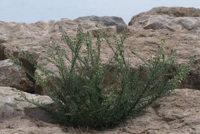 Fotografia da espécie Erigeron bonariensis