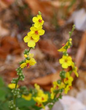 Fotografia 31 da espécie Verbascum virgatum no Jardim Botânico UTAD