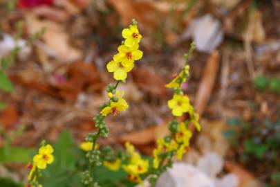 Fotografia da espécie Verbascum virgatum