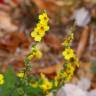 Fotografia 31 da espécie Verbascum virgatum do Jardim Botânico UTAD