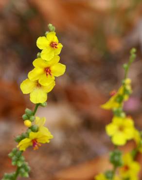 Fotografia 32 da espécie Verbascum virgatum no Jardim Botânico UTAD