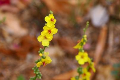 Fotografia da espécie Verbascum virgatum