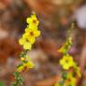 Fotografia 32 da espécie Verbascum virgatum do Jardim Botânico UTAD