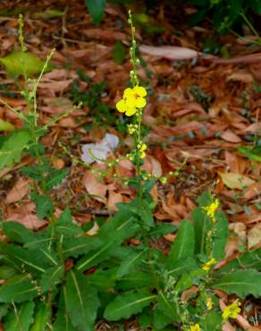 Fotografia 33 da espécie Verbascum virgatum no Jardim Botânico UTAD