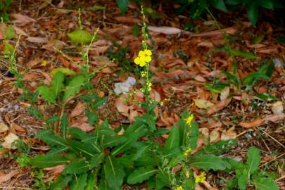 Fotografia da espécie Verbascum virgatum