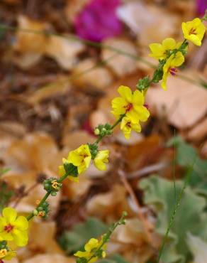 Fotografia 34 da espécie Verbascum virgatum no Jardim Botânico UTAD