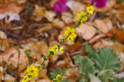 Fotografia da espécie Verbascum virgatum