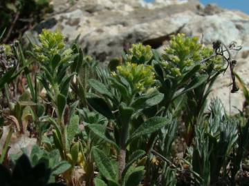 Fotografia da espécie Alyssum granatense