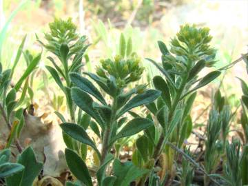 Fotografia da espécie Alyssum granatense