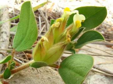 Fotografia da espécie Tripodion tetraphyllum