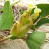 Fotografia 14 da espécie Tripodion tetraphyllum do Jardim Botânico UTAD