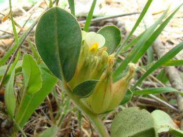 Fotografia da espécie Tripodion tetraphyllum