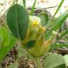 Fotografia 15 da espécie Tripodion tetraphyllum do Jardim Botânico UTAD