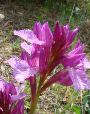 Fotografia 19 da espécie Anacamptis papilionacea no Jardim Botânico UTAD