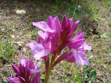 Fotografia da espécie Anacamptis papilionacea