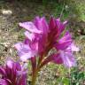 Fotografia 19 da espécie Anacamptis papilionacea do Jardim Botânico UTAD