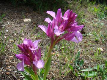 Fotografia da espécie Anacamptis papilionacea