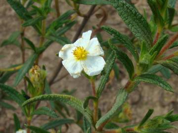 Fotografia da espécie Cistus monspeliensis