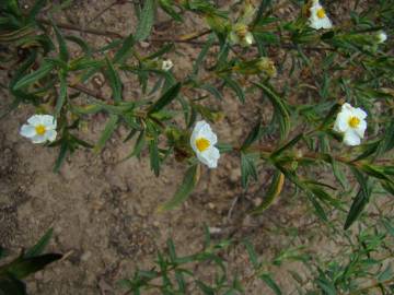 Fotografia da espécie Cistus monspeliensis