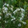 Fotografia 13 da espécie Erica lusitanica do Jardim Botânico UTAD