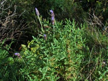 Fotografia da espécie Lavandula dentata