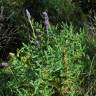 Fotografia 19 da espécie Lavandula dentata do Jardim Botânico UTAD