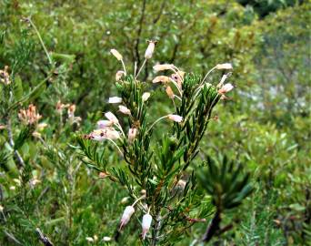 Fotografia da espécie Erica multiflora