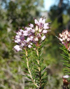 Fotografia 3 da espécie Erica multiflora no Jardim Botânico UTAD