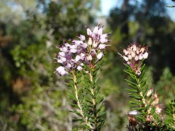 Fotografia da espécie Erica multiflora