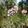 Fotografia 3 da espécie Erica multiflora do Jardim Botânico UTAD