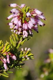 Fotografia da espécie Erica multiflora