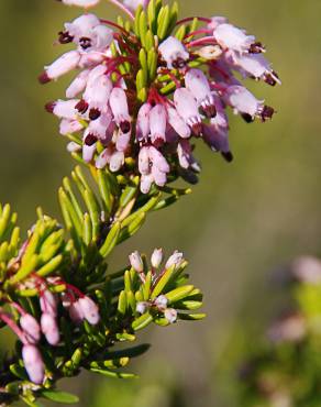 Fotografia 4 da espécie Erica multiflora no Jardim Botânico UTAD