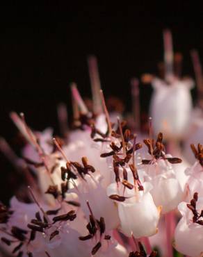 Fotografia 5 da espécie Erica multiflora no Jardim Botânico UTAD