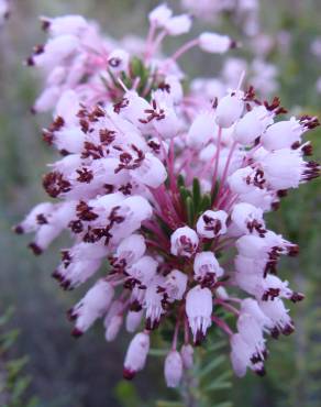 Fotografia 6 da espécie Erica multiflora no Jardim Botânico UTAD