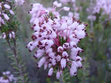 Fotografia da espécie Erica multiflora