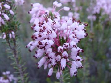 Fotografia da espécie Erica multiflora