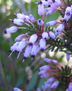 Fotografia 7 da espécie Erica multiflora no Jardim Botânico UTAD