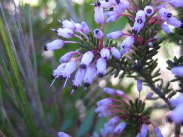 Fotografia da espécie Erica multiflora