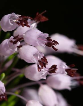 Fotografia 8 da espécie Erica multiflora no Jardim Botânico UTAD