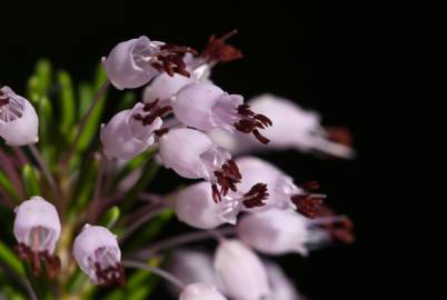 Fotografia da espécie Erica multiflora
