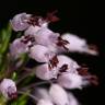 Fotografia 8 da espécie Erica multiflora do Jardim Botânico UTAD