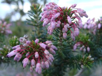 Fotografia da espécie Erica multiflora