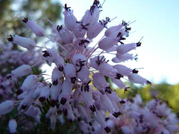 Fotografia da espécie Erica multiflora