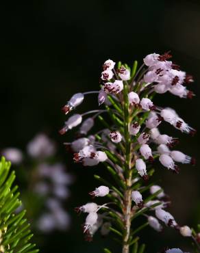 Fotografia 11 da espécie Erica multiflora no Jardim Botânico UTAD