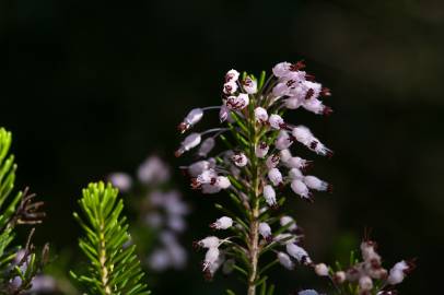 Fotografia da espécie Erica multiflora